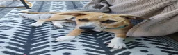Mixed Breed dogs for sale: Teddy - Advert 2