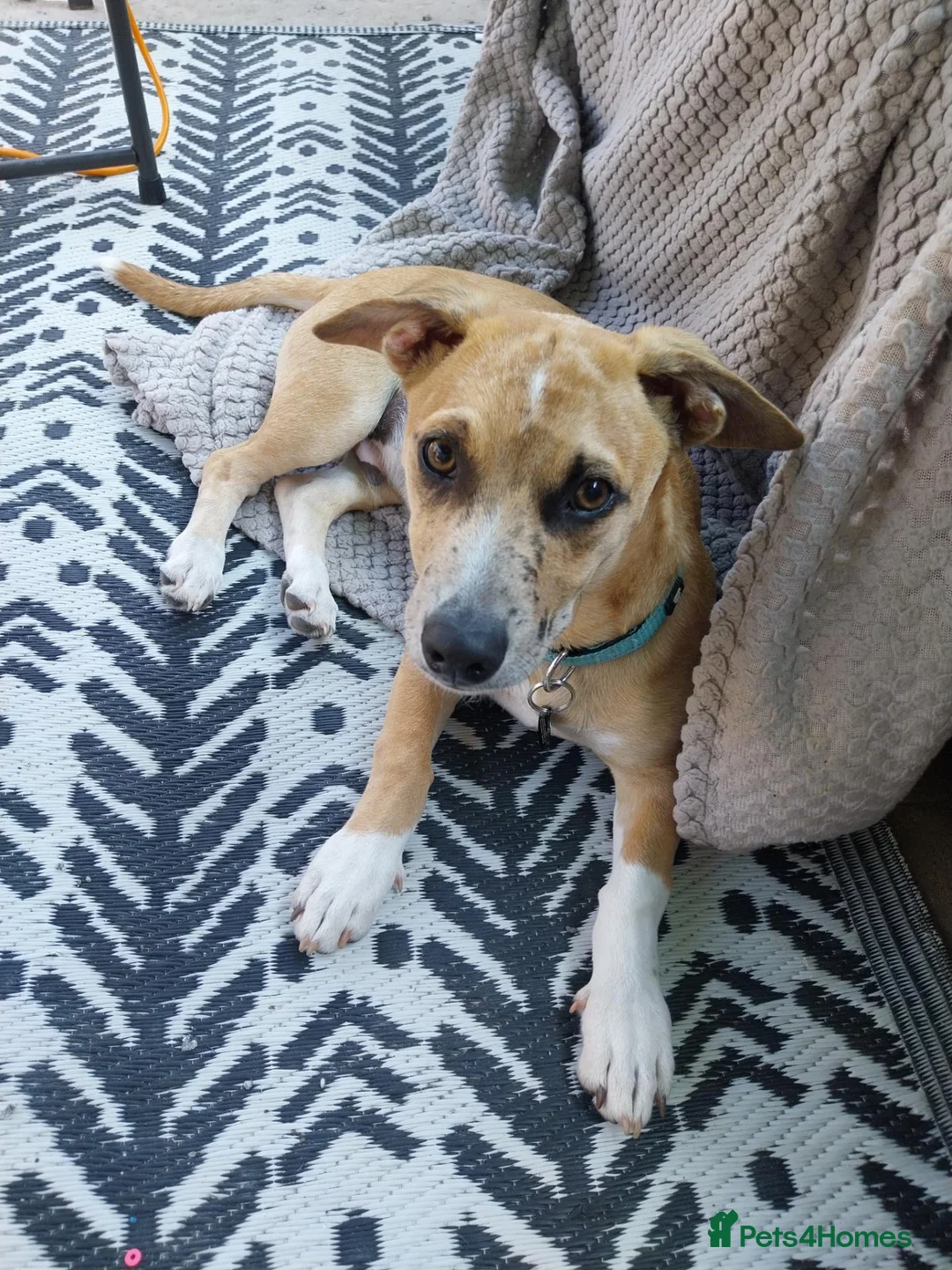 Mixed Breed dogs for sale: Teddy - Advert 2