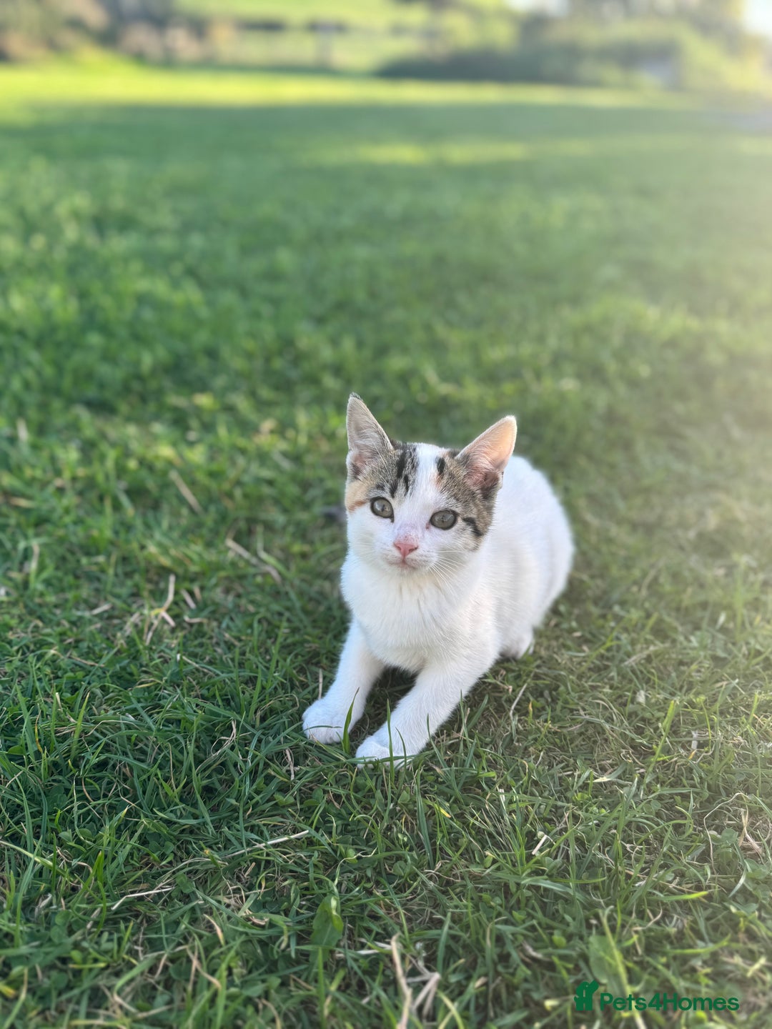 Mixed Breed cats for sale: Gorgeous kittens for Sale - Image 3