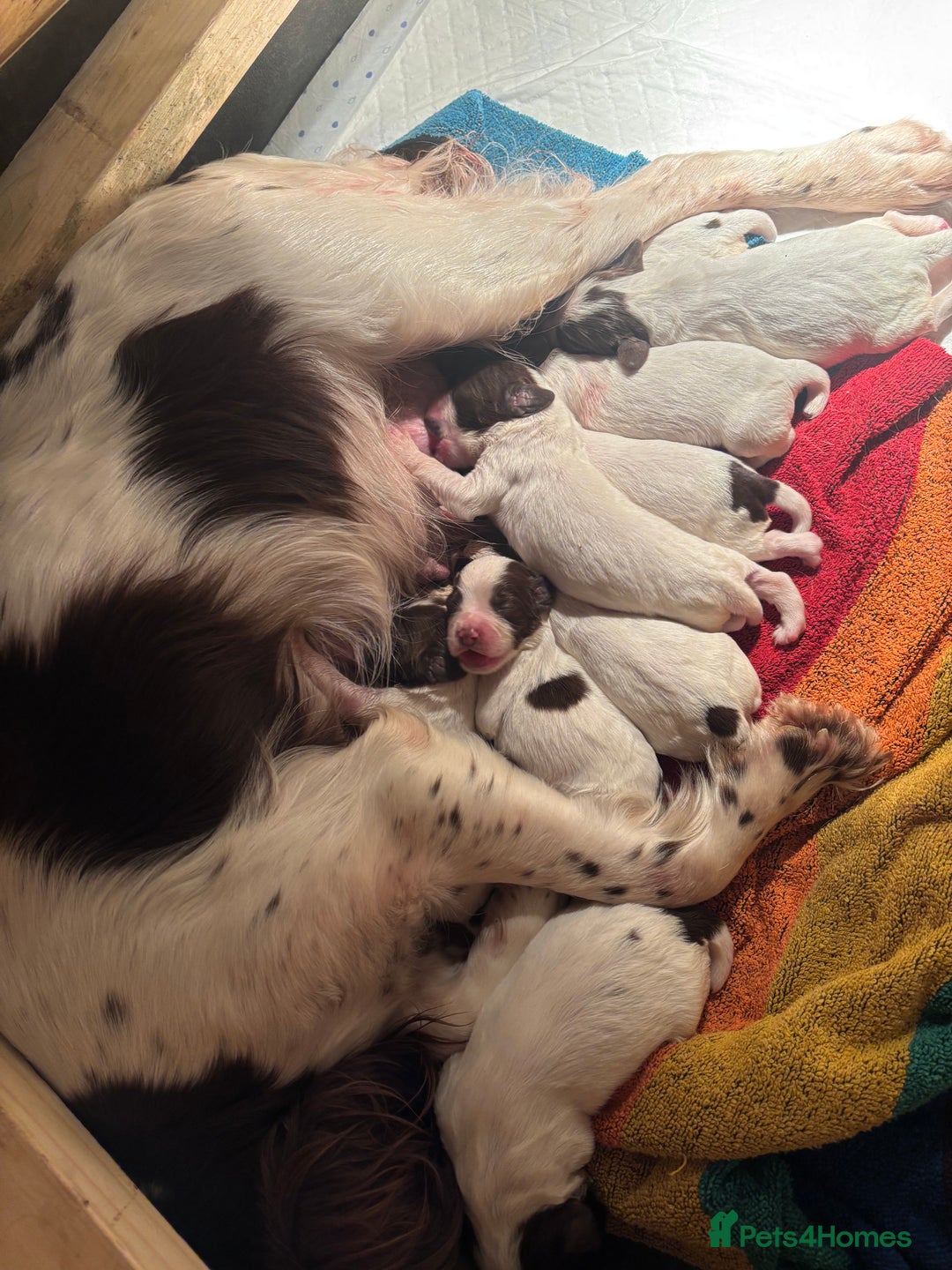 English Springer Spaniel dogs for sale: 7 springer spaniel puppies. Both parents working - Advert 15