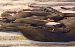 Mixed Breed dogs for sale: Whippet x Italian greyhounds for sale  - Image 7