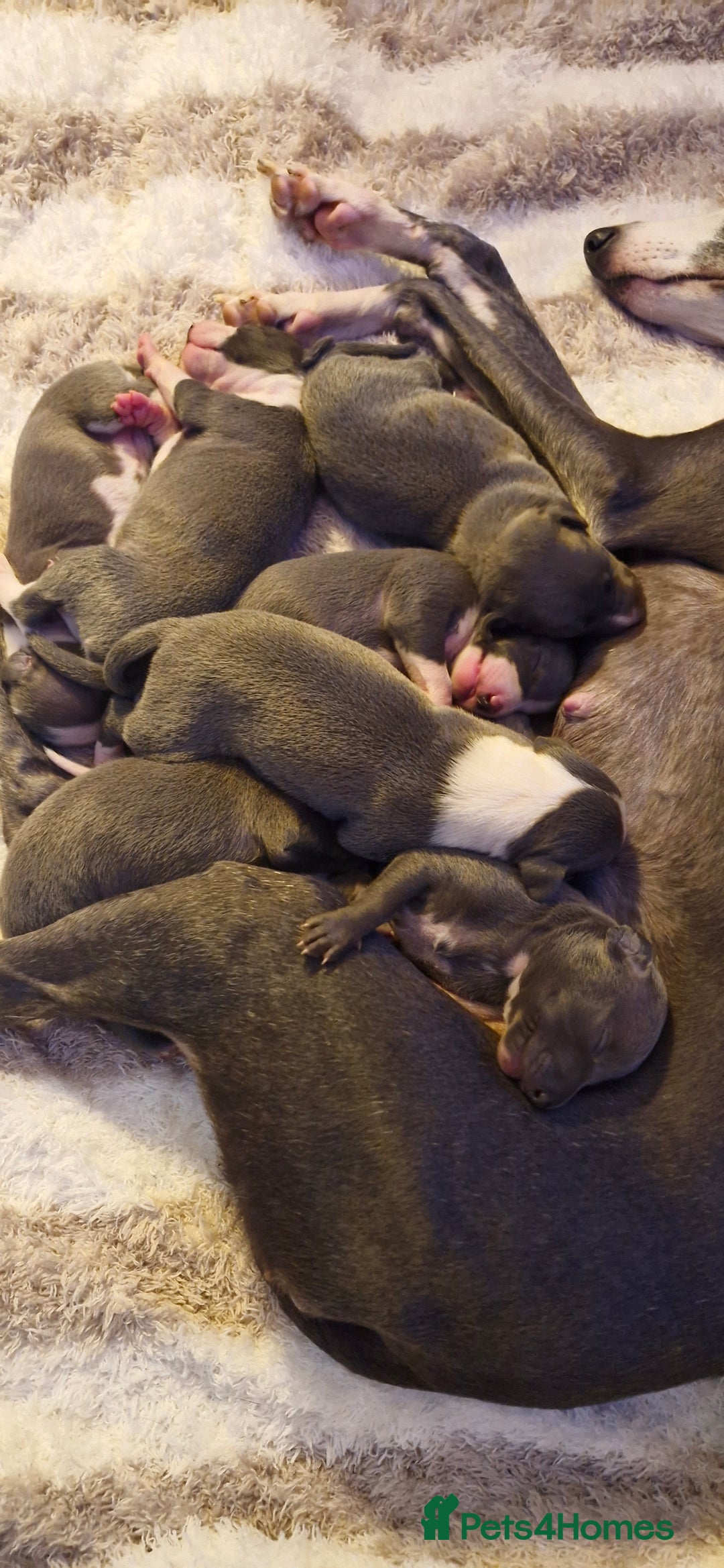 Mixed Breed dogs for sale: Whippet x Italian greyhounds for sale  - Image 7
