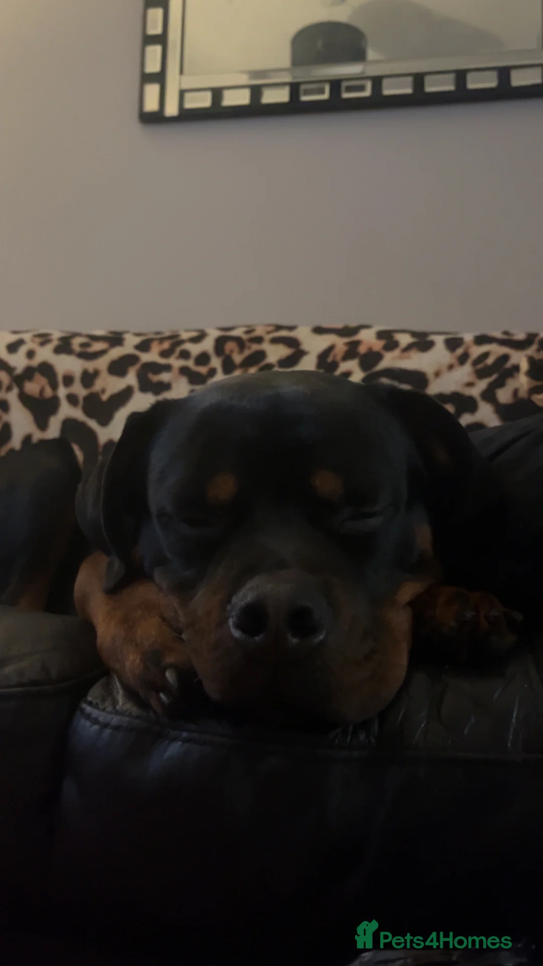 Mixed Breed dogs for sale: 1 YO male Rottweiler  - Advert 6