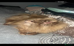 Pomeranian dogs for sale: Pomeranian puppy’s  - Image 5