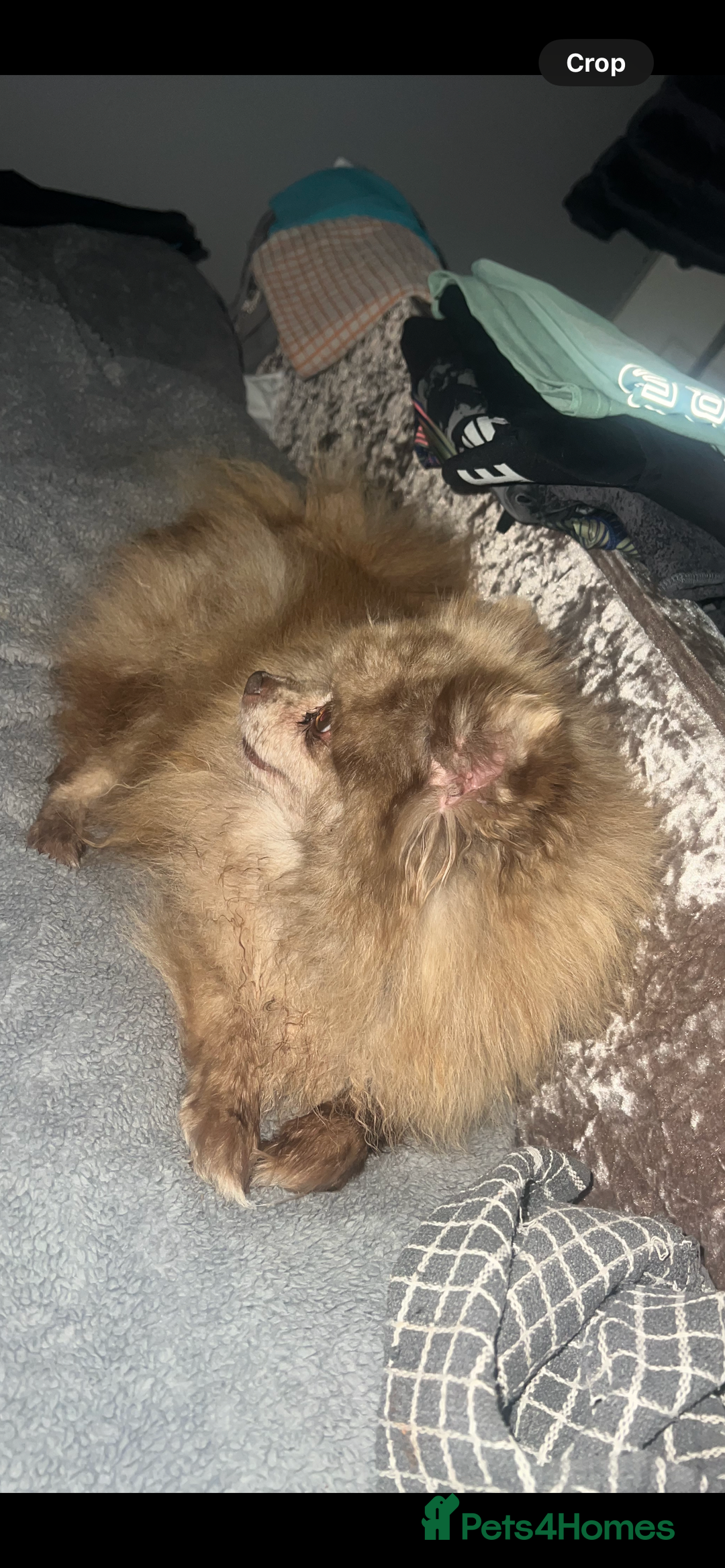 Pomeranian dogs for sale: Pomeranian puppy’s  - Image 5