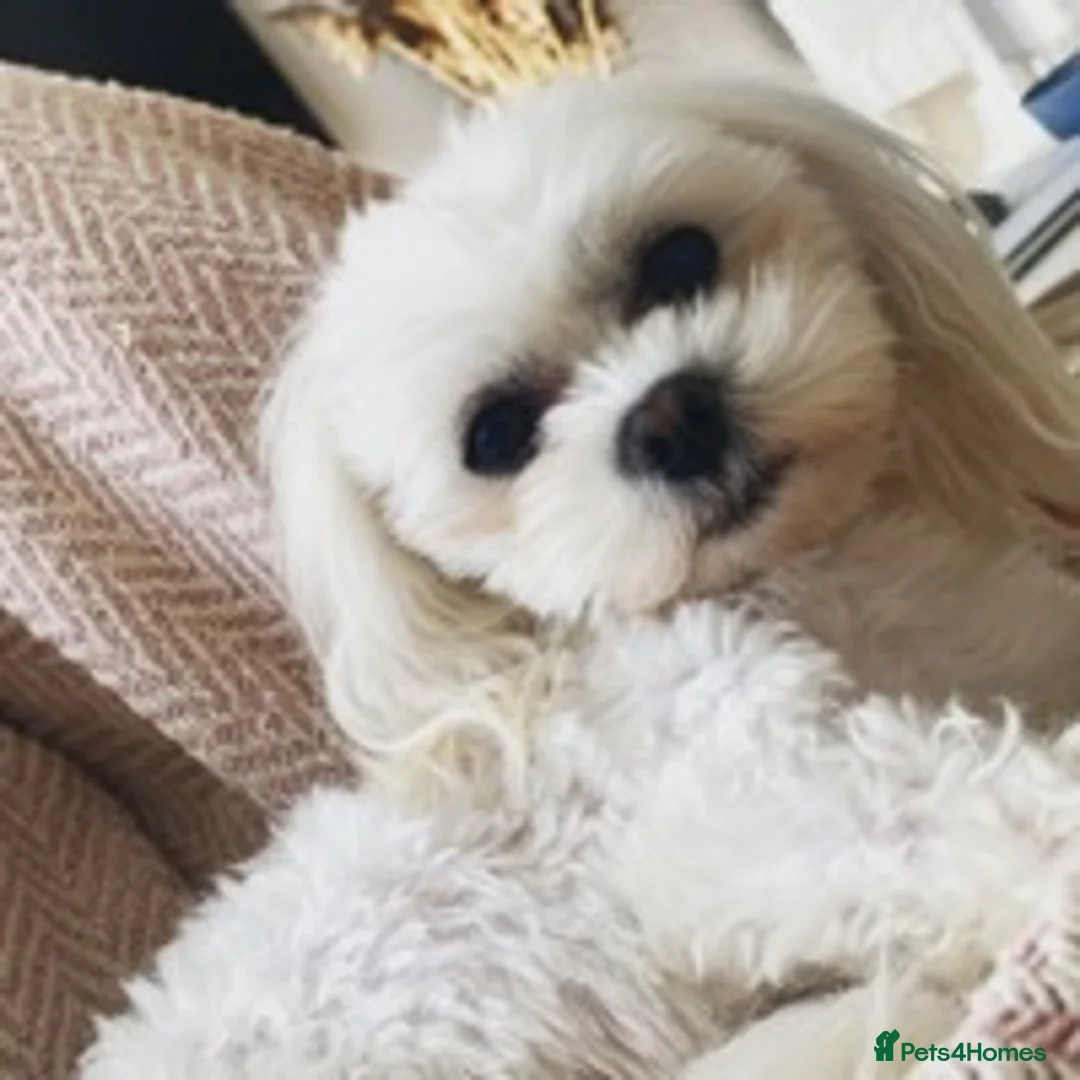 Maltese dogs for stud: beautiful tiny  Maltese boy for stud in Northampton - Advert 4