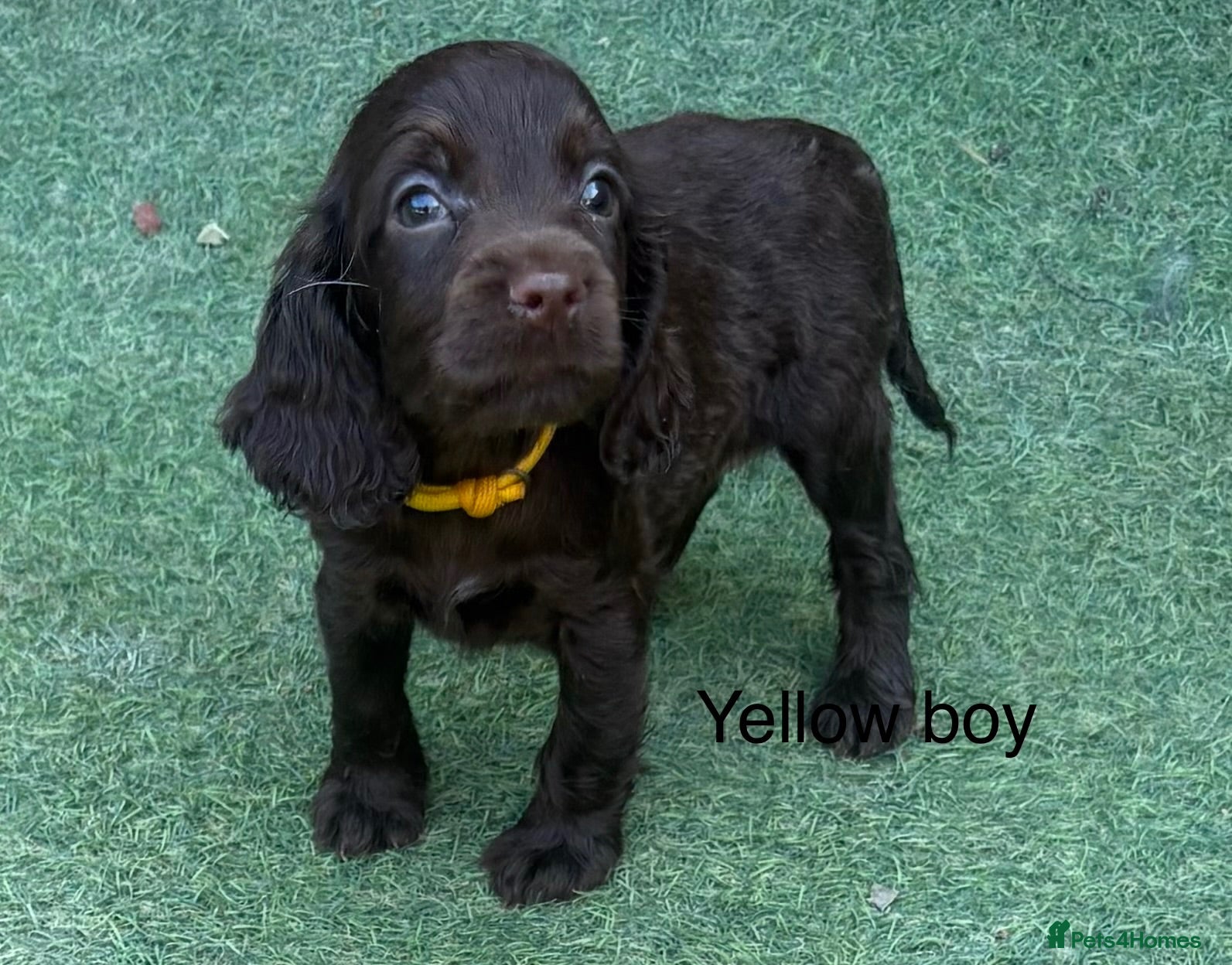 Cocker Spaniel dogs Beautiful cocker spaniel - Advert 1