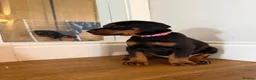 Dobermann dogs for sale: KC Registered big and strong Doberman puppies!! - Advert 3