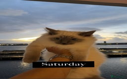 Ragdoll cats for stud: Mr.blue - Image 1