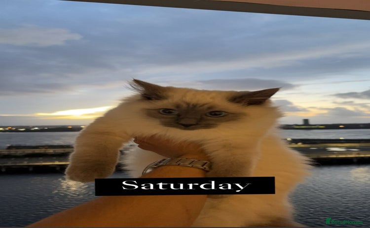 Ragdoll cats - Advert 5