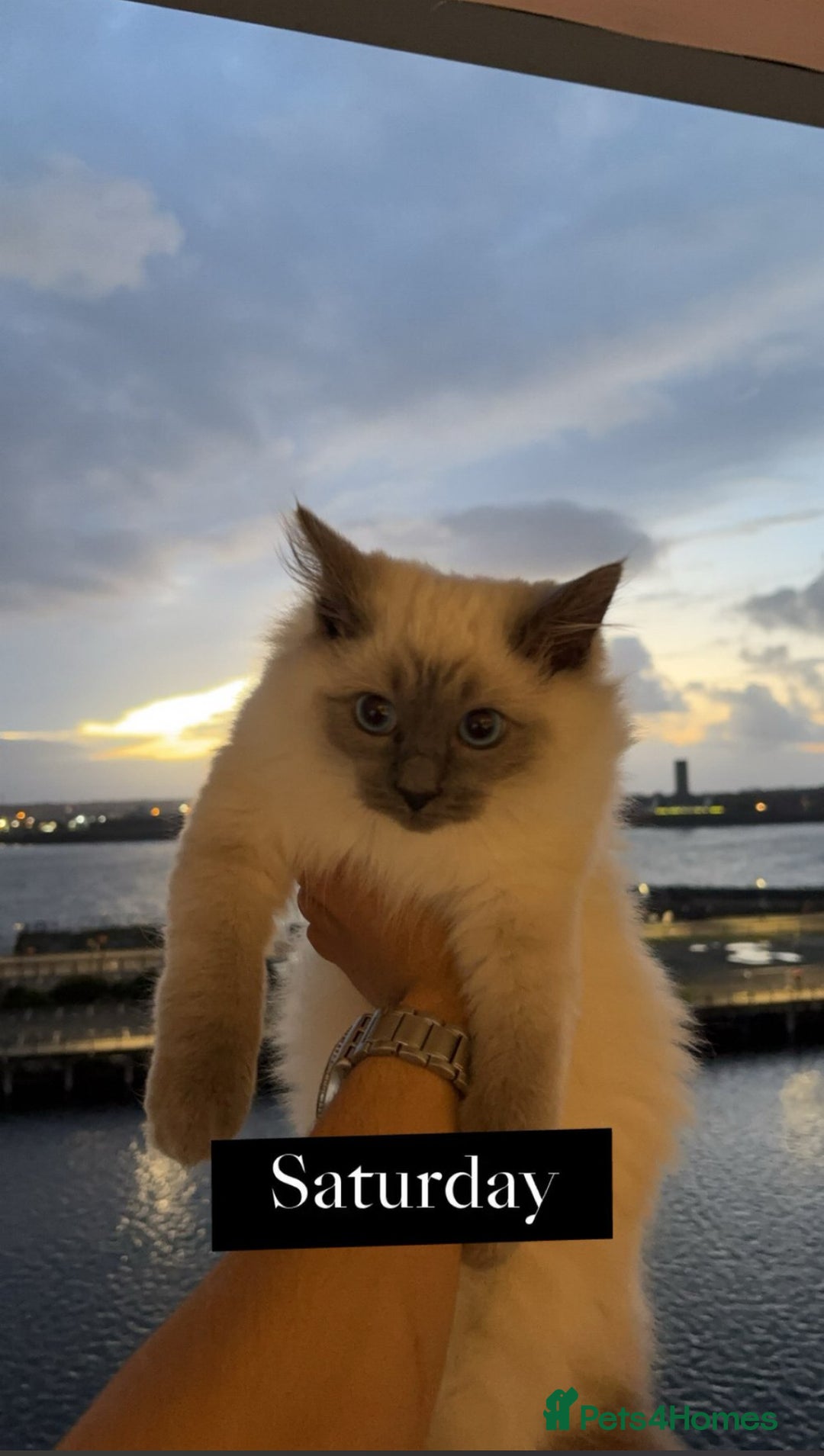 Ragdoll cats for stud: Mr.blue - Image 1