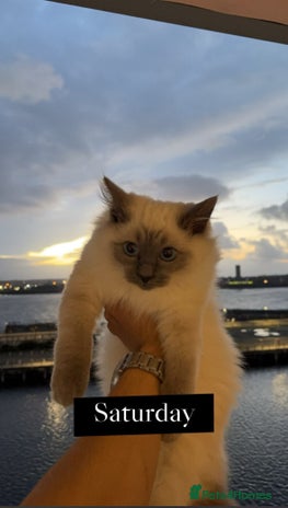 Ragdoll cats - Advert 7
