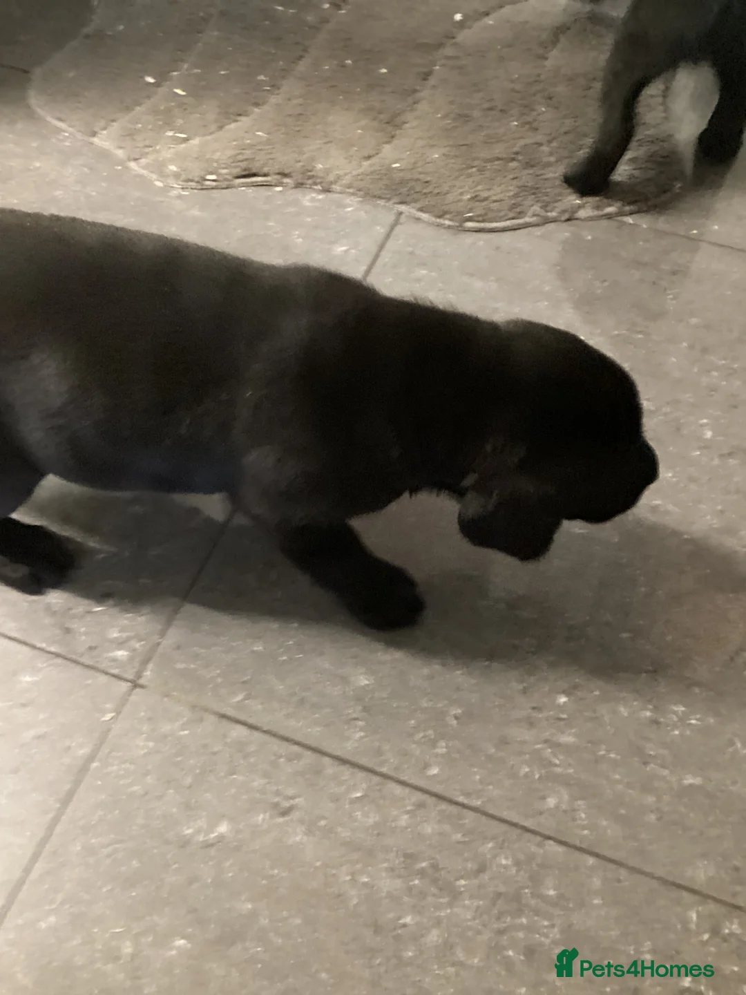 Labrador Retriever dogs for sale: Beautiful Labrador puppy’s  - Advert 11