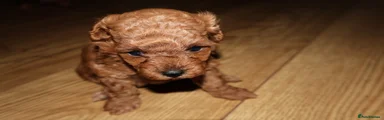 Maltipoo 2