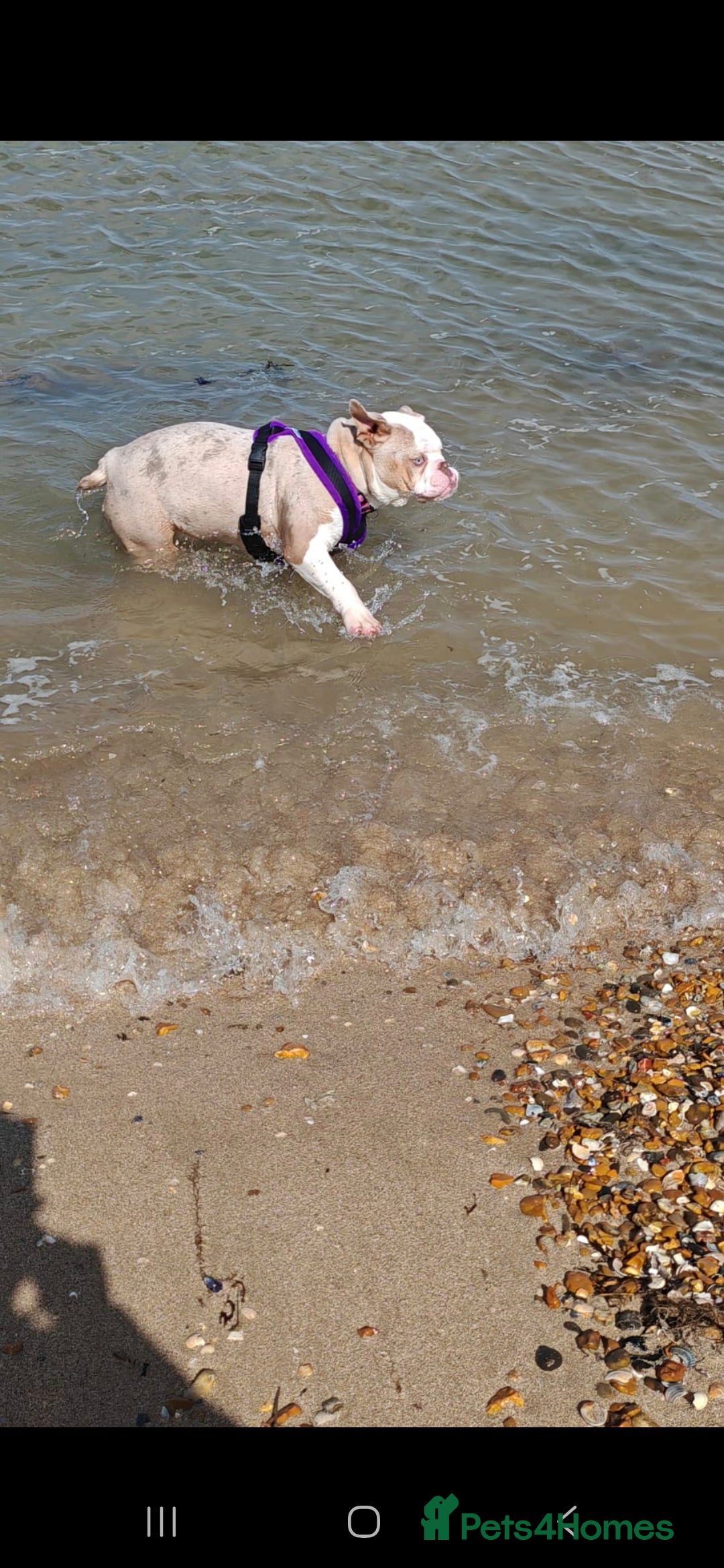 English Bulldog dogs for sale: English bulldog  - Image 2