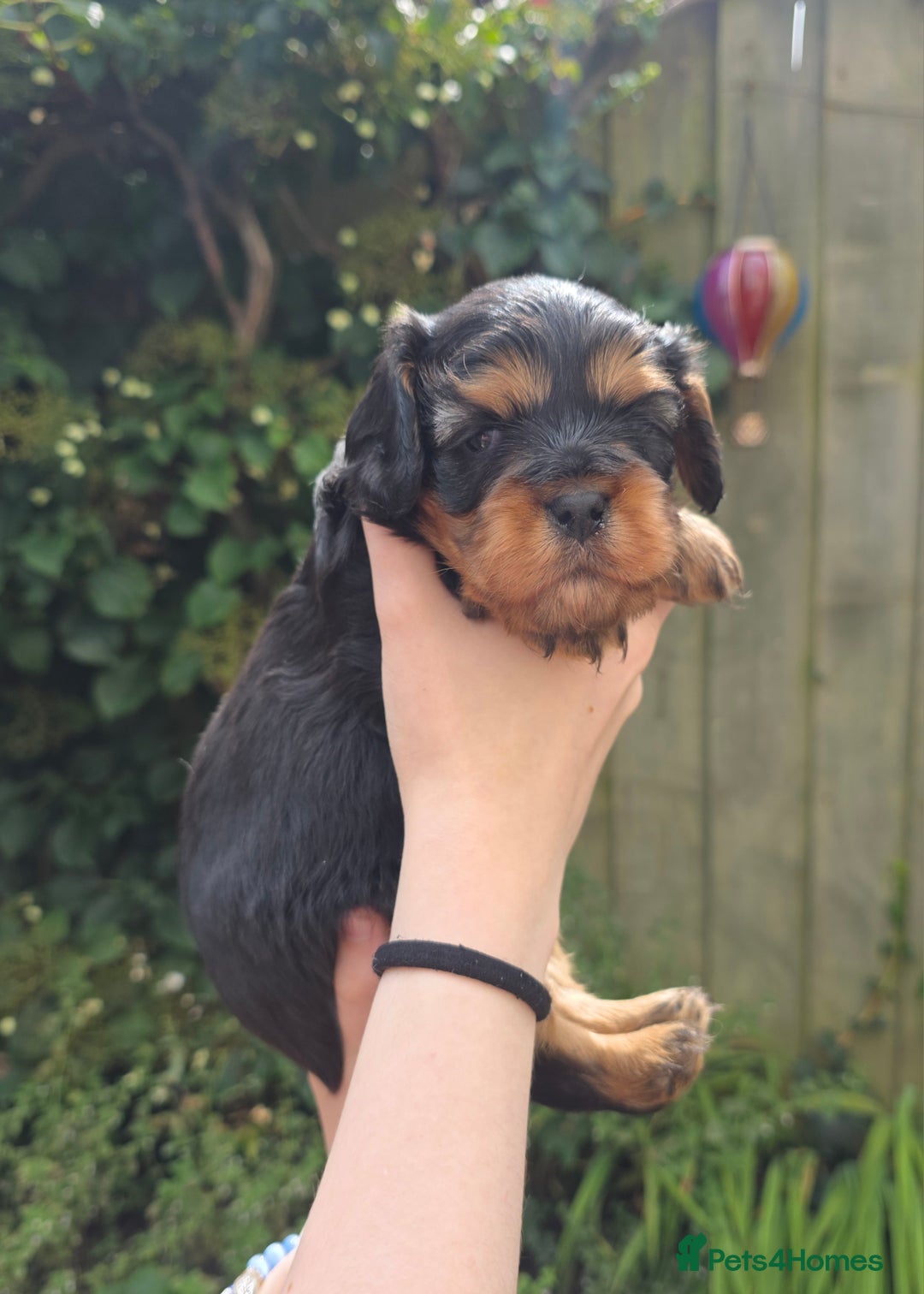 Cavalier King Charles Spaniel dogs for sale: Beautiful female cavalier king charles spaniels - Image 6