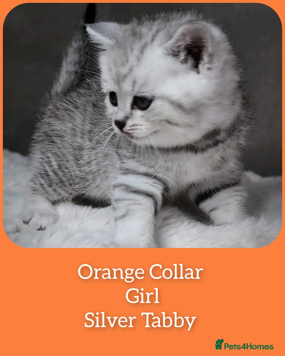 British Shorthair cats for sale: BSH 🩷🩵 READY to RESERVE  - Advert 14