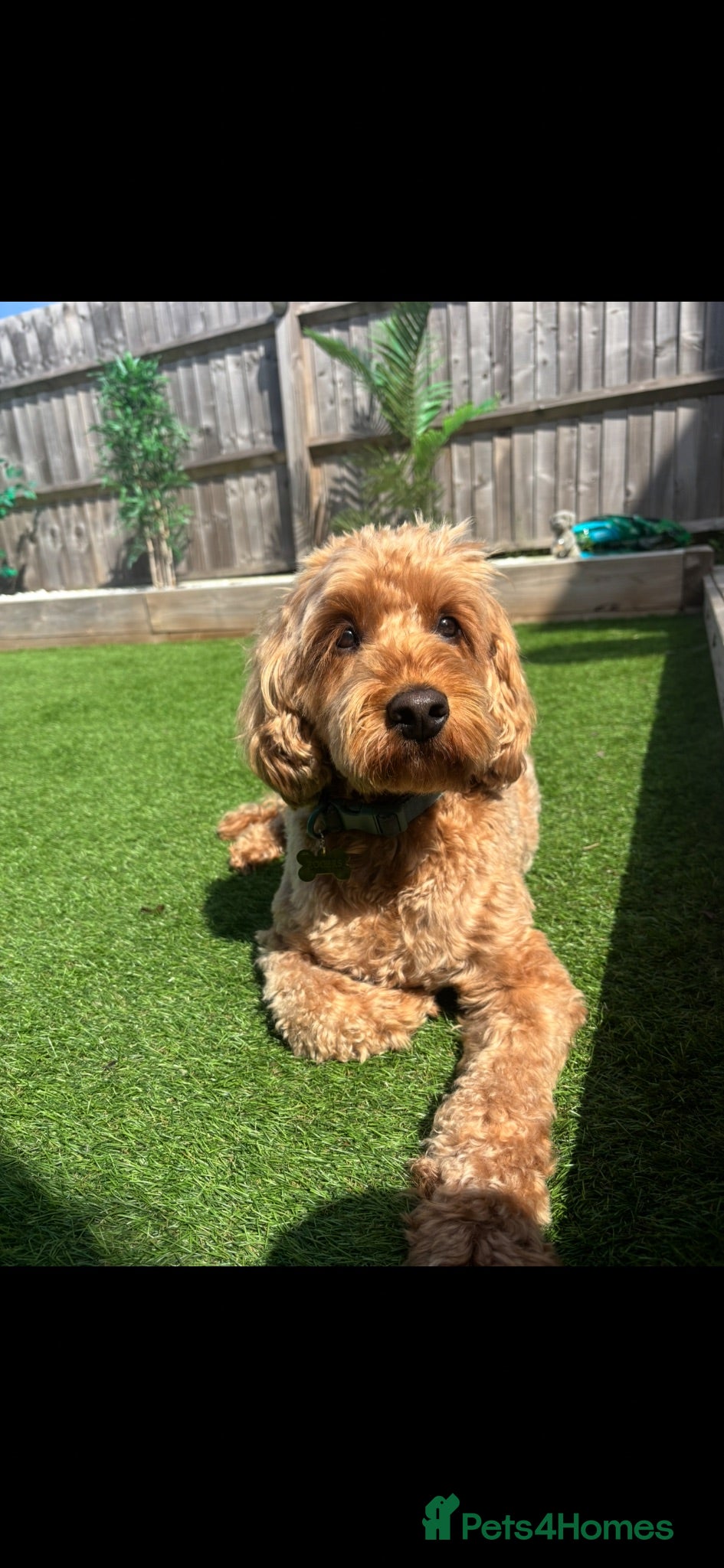 Cockapoo dogs 5 year old Cockapoo looking for a new loving home  - Advert 1