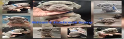 Mixed Breed dogs for sale: 3/4 french bulldog X miniature dachshund  in Dewsbury - Advert 3