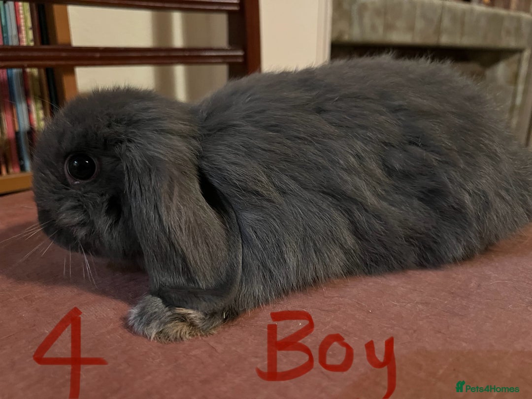 Mini Lop rabbits for sale: Fabulous Super Friendly Mini Lops - Advert 13