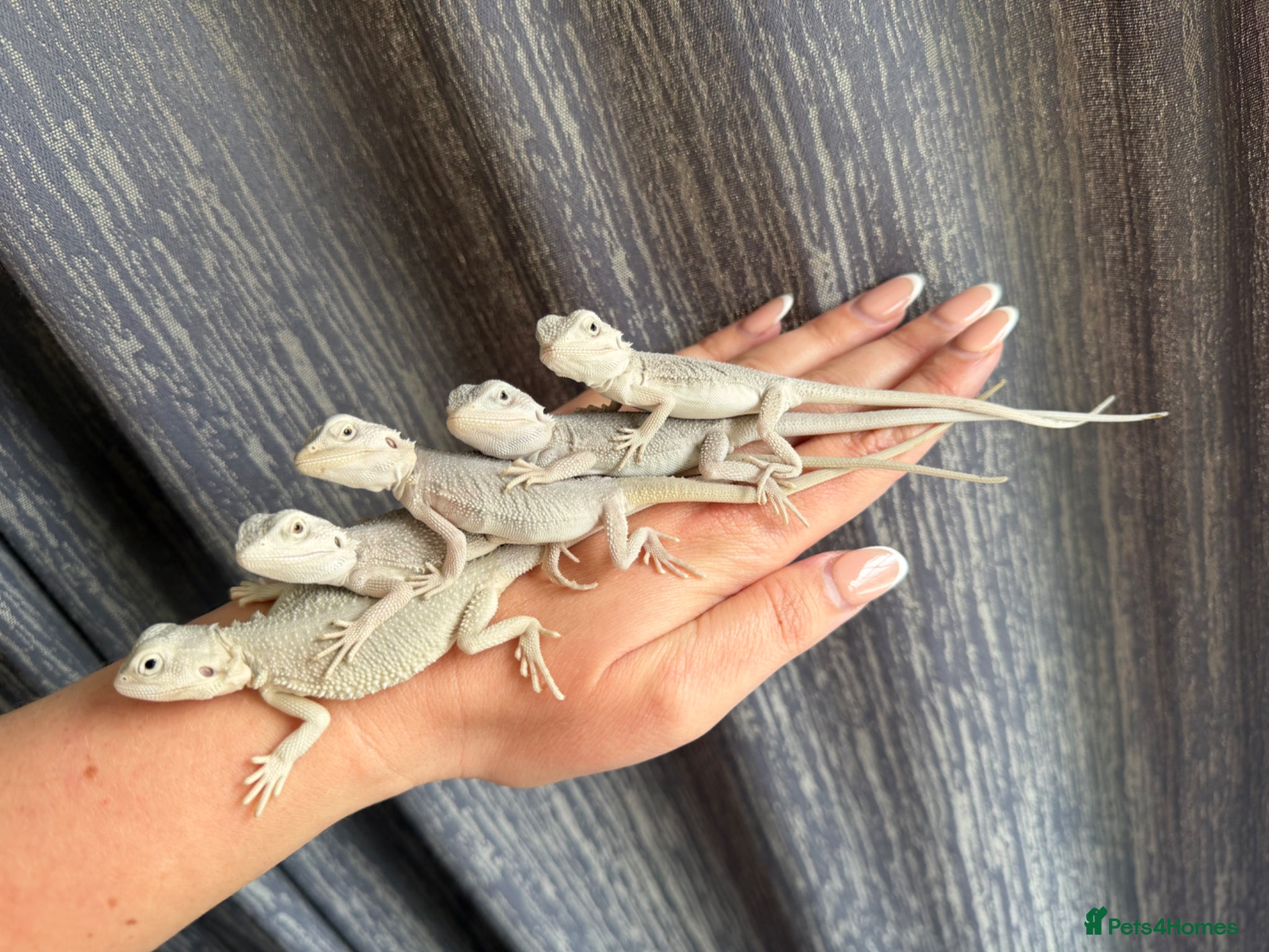 Bearded Dragon reptiles ❄️🤍 Baby Snow White Hypo Zero Bearded Dragon 🤍❄️ - Advert 2