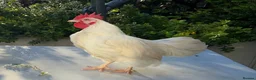 Mixed Breed poultry for sale: 3 beautiful Roosters raised by hand - Advert 3