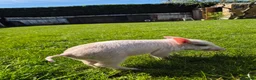 Pig livestock for sale: Piglet for sale - Advert 3