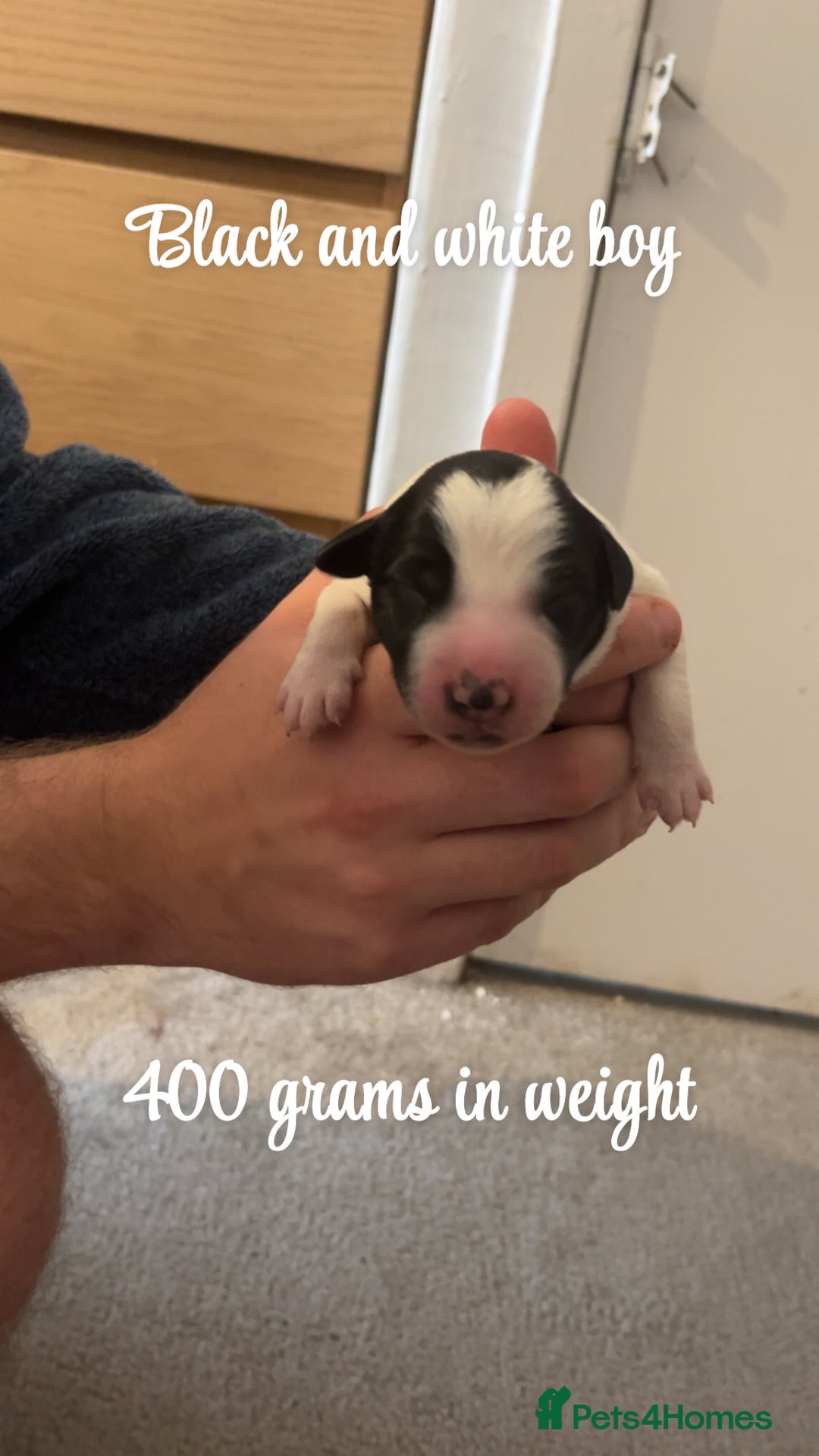 Mixed Breed dogs for sale: Puppies for sale - Image 6