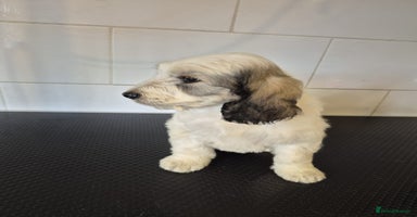 Cockapoo dogs Cockapoo Puppies  - Advert 13