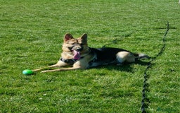 German Shepherd dogs for stud: Loving German shepherd looking for a new home :( - Image 1