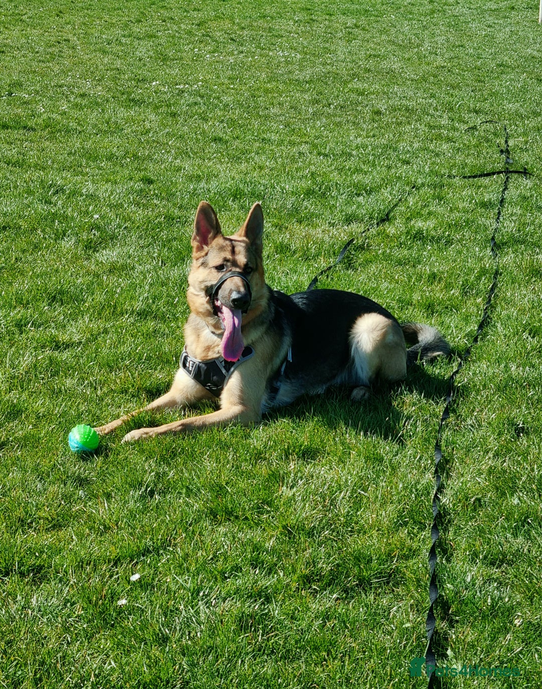 German Shepherd dogs for stud: Loving German shepherd looking for a new home :( - Image 1