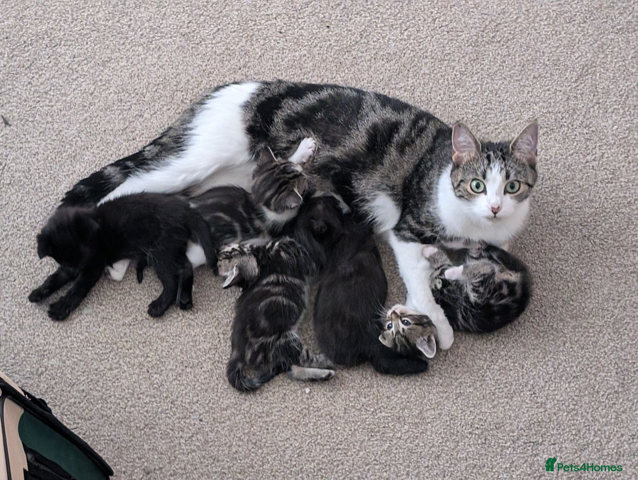 Mixed Breed cats Kittens - Advert 1