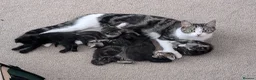 Mixed Breed cats for sale: Kittens - Advert 1