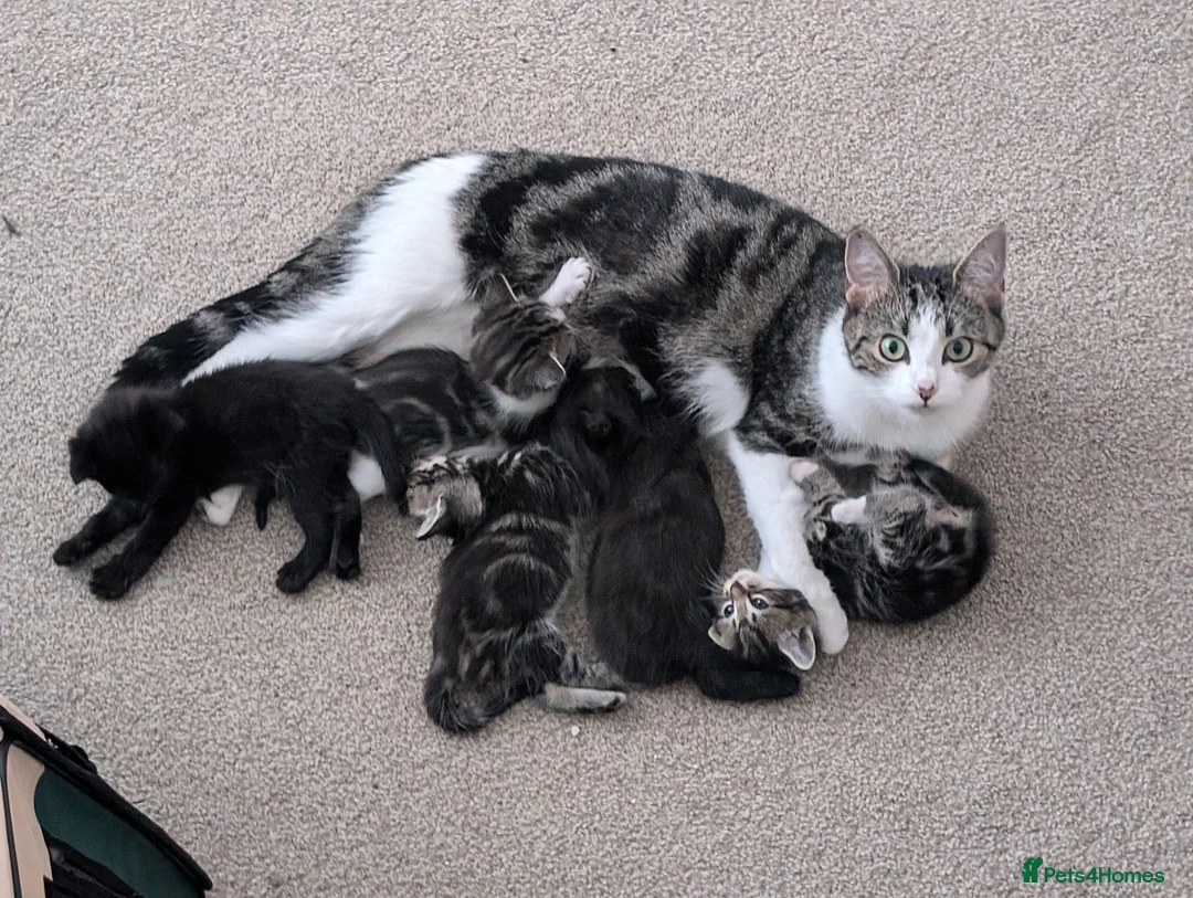 Mixed Breed cats for sale: Kittens - Advert 1