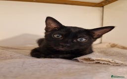 Mixed Breed cats for sale: Bengamese kittens, Bengal/Siamese mix  - Image 9