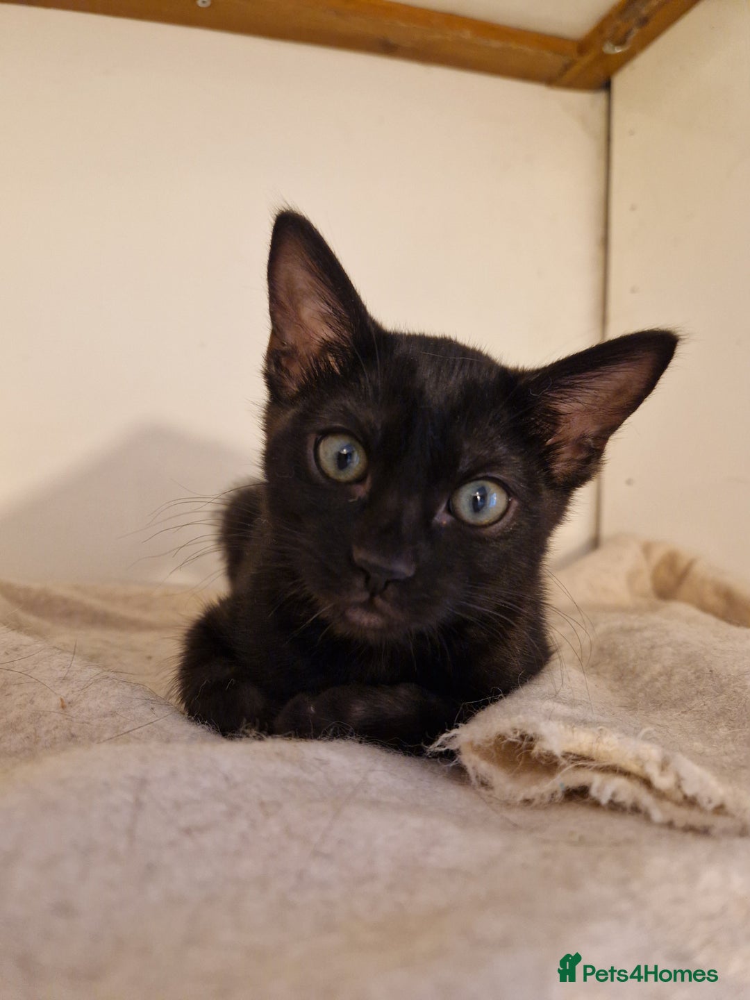 Mixed Breed cats for sale: Bengamese kittens, Bengal/Siamese mix  - Image 9