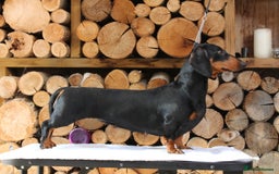 Dachshund dogs for sale: Waiting list now open - Image 2