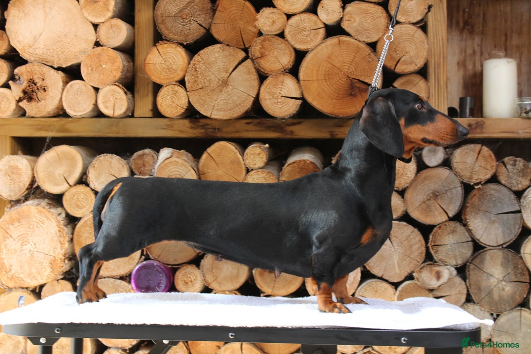 Dachshund dogs for sale: Waiting list now open - Image 2