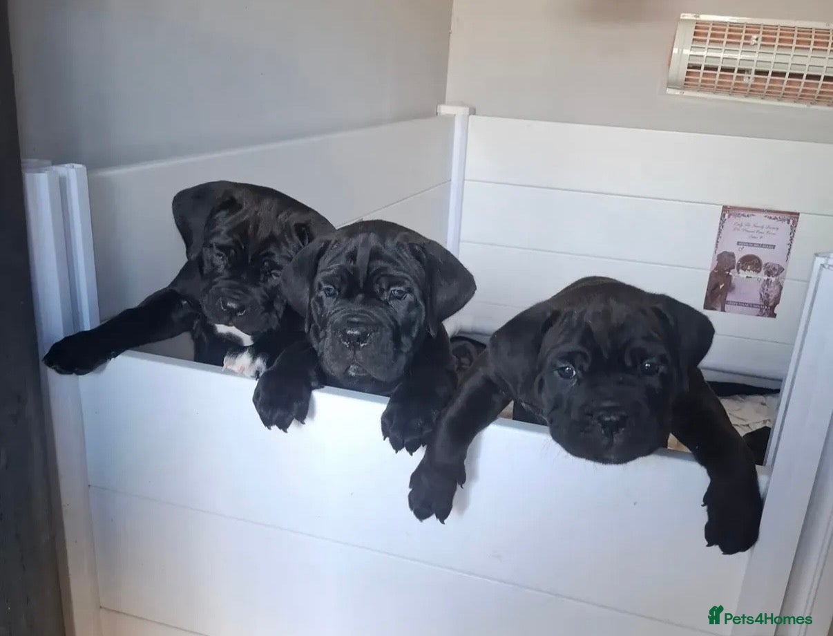 Cane Corso dogs CANE CORSO PUPPIES - Advert 9