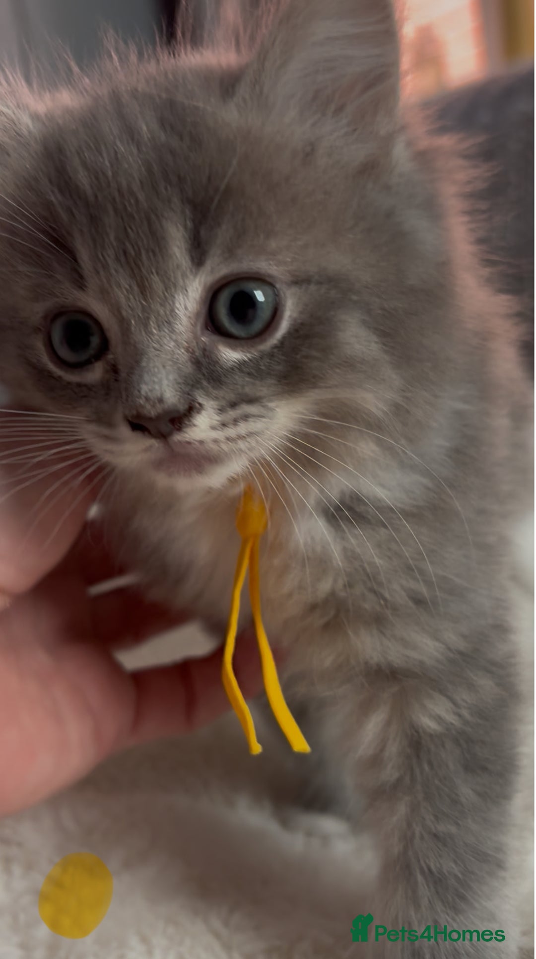 Ragdoll cats for sale: Stunning Ragdoll kittens available  - Image 18
