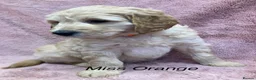 Labradoodle dogs for sale: Multigenerational labradoodle puppies - Advert 8