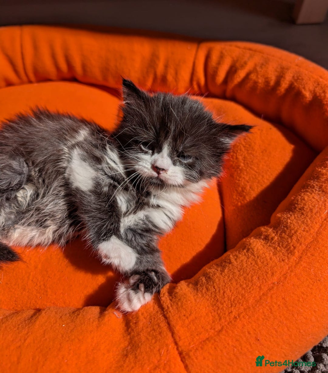 Mixed Breed cats for sale: Kittens  - Image 7
