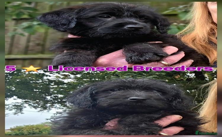 Labradoodle dogs - Advert 4
