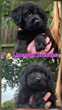 Labradoodle dogs - Advert 4
