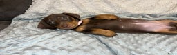 Dachshund dogs for sale: LAST ONE- Dachshund female puppy - last one - Advert 2