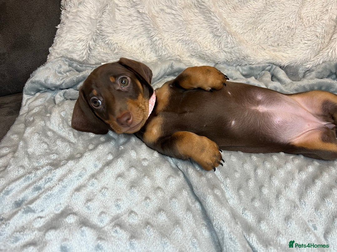 Dachshund dogs for sale: LAST ONE- Dachshund female puppy - last one - Advert 2