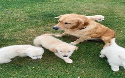 Golden Retriever dogs for sale: K. C stunning Puppies  - Image 8
