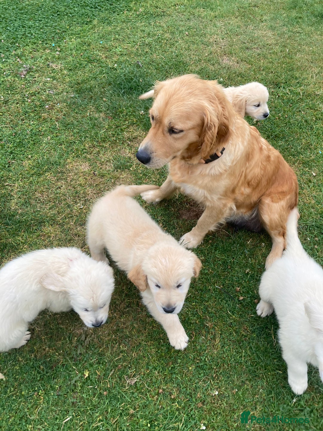 Golden Retriever dogs for sale: K. C stunning Puppies  - Image 8
