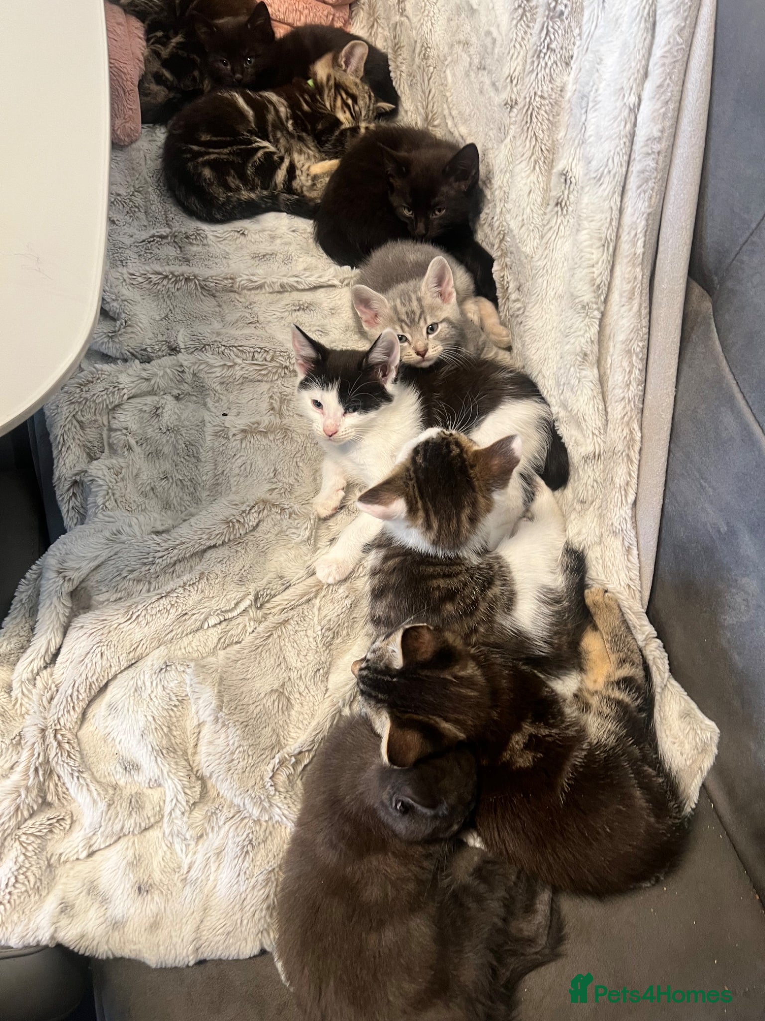 Mixed Breed cats Adorable Tabby x British Ready Insured 3 left - Advert 2