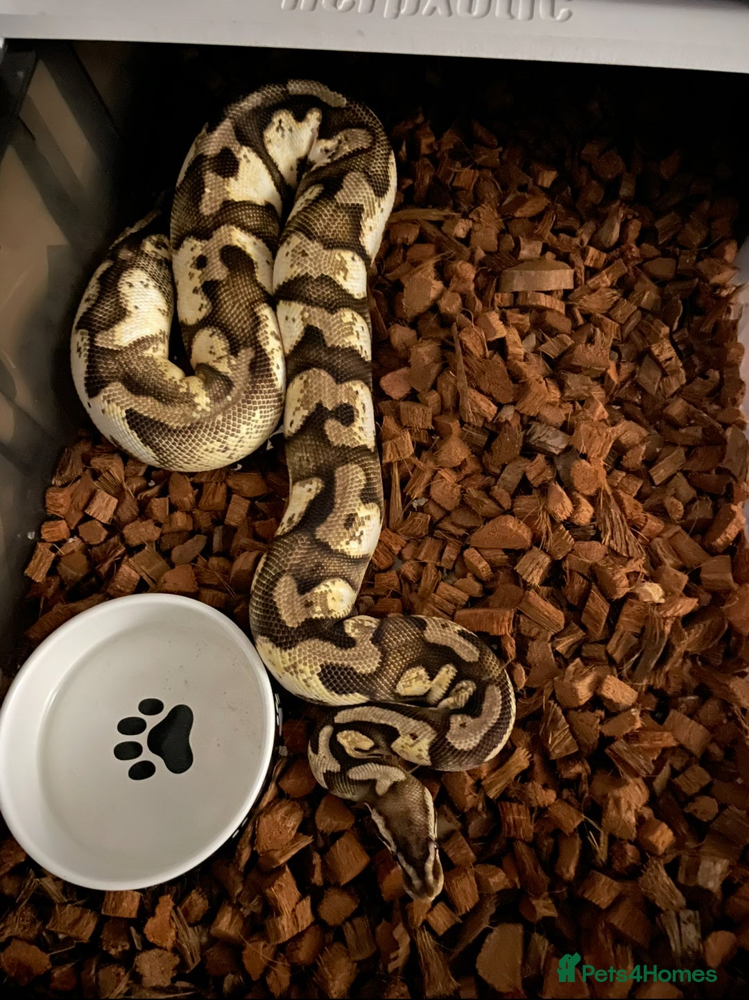 Python Snake reptiles for sale: Royal Pythons and hognose for sale  - Image 2